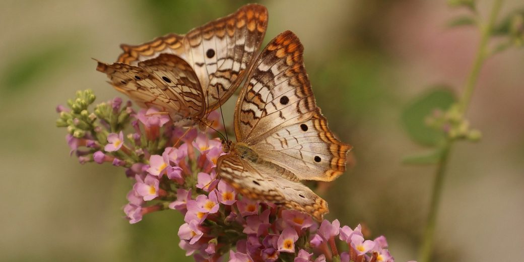 butterfly-743549_1280 l'entraide dans le couple L'entraide dans le couple